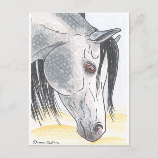 DappledAarabian Mare Briefkaart (Voorkant)