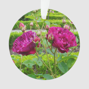 Darcey Bussell Roos #3 Ornament