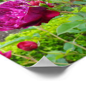 Darcey Bussell Roos #3 Poster (Hoek)