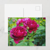 Darcey Bussell Rose #2 Carte postale (Devant / Derrière)