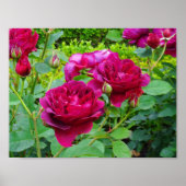Darcey Bussell Rose #2 Poster (Devant)