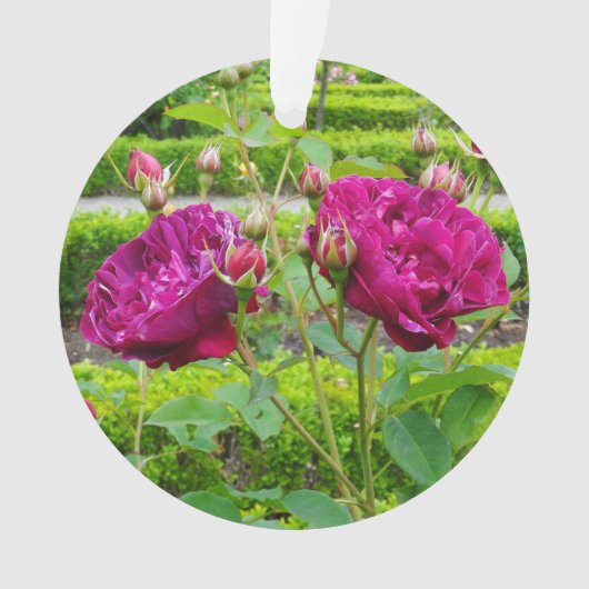 Darcey Bussell Rose #3 Ornement (devant)