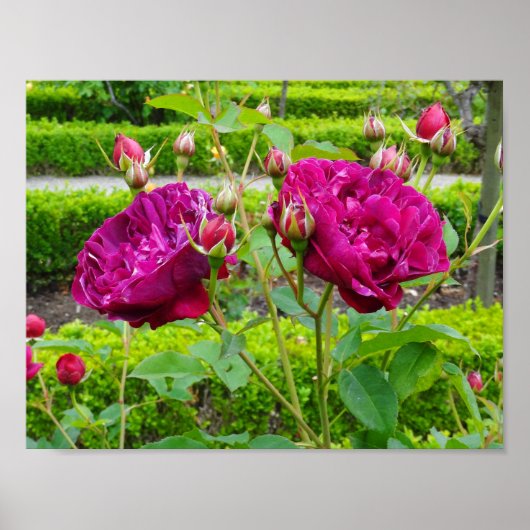 Darcey Bussell Rose #3 Poster (Devant)
