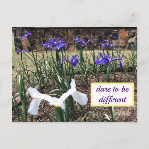 Dare to be Different Irises Briefkaart