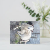 Dåris - de coolste ooi in het dorp briefkaart (Staand voorkant)