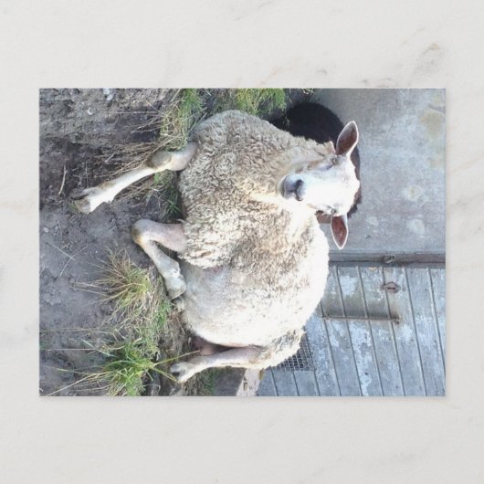 Dåris - de coolste ooi in het dorp briefkaart (Voorkant)