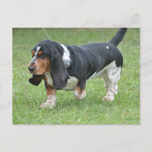 Dark Basset Hound Dog Briefkaart (Voorkant)