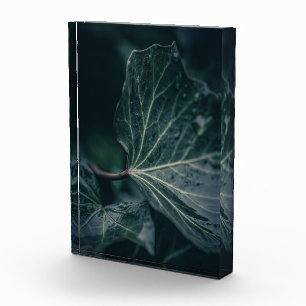 Dark Ivy Leaf Natuur Foto
