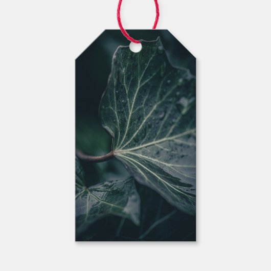 Dark Ivy Leaf Natuur Foto Cadeaulabel (Voorkant)