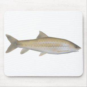 Dark Mahseer Muismat