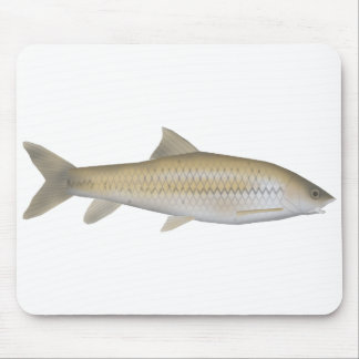 Dark Mahseer Muismat