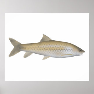 Dark Mahseer Poster