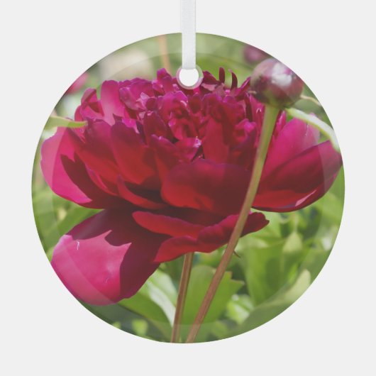 Dark Maroon velvet peonies Glas Ornament (Voorkant)