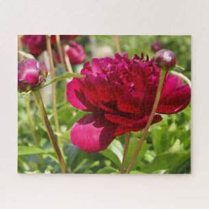 Dark Maroon velvet peonies Legpuzzel