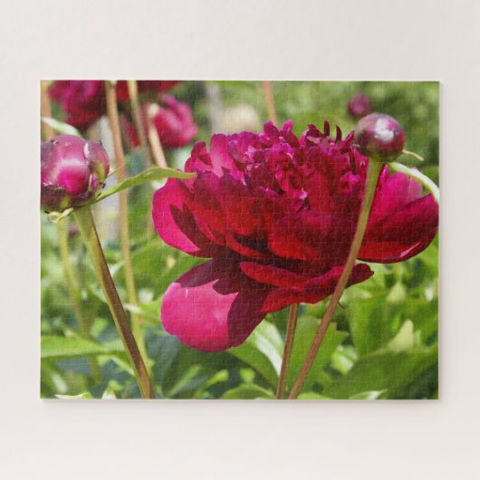 Dark Maroon velvet peonies Legpuzzel (Horizontaal)
