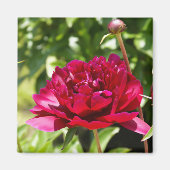 Dark Maroon velvet peonies Magneet (Voorkant)