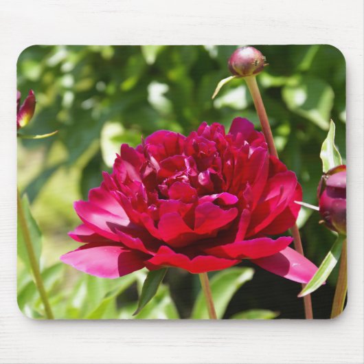Dark Maroon velvet peonies Muismat (Voorkant)