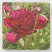 Dark Maroon velvet peonies Stenen Onderzetter (Voorkant)