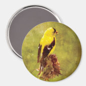 Dark Moody Goldfinch Bird Art Magnet (Recto/Verso)