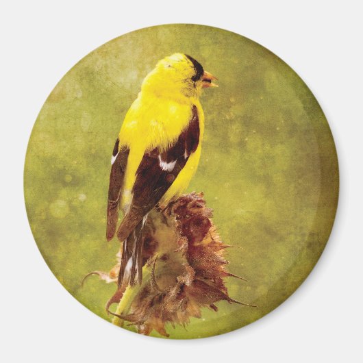 Dark Moody Goldfinch Bird Art Magnet (Devant)