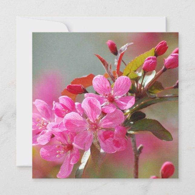 Dark Pink Cherry Blossom (Voorkant)