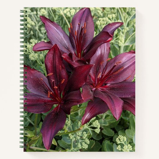 Dark Red Asiatic Lilies Floral Notitieboek (Voorkant)