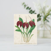 Dark Red Masdevallia Orchid  Botanisch Briefkaart (Staand voorkant)