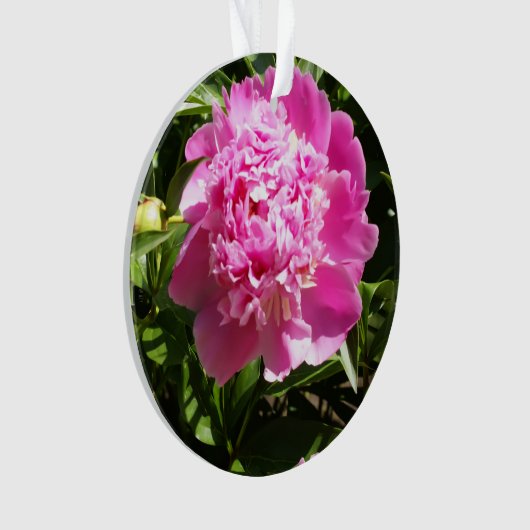 Dark rose peonies (devant)