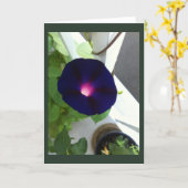 Dark Velvet Morning Glory Blank Kaart (Gele Bloem)