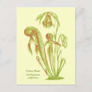 Darlingtonia californica, carnivoren Plant Briefkaart