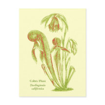 Darlingtonia californica, carnivoren Plant