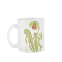 Darlingtonia californica, carnivoren Plant