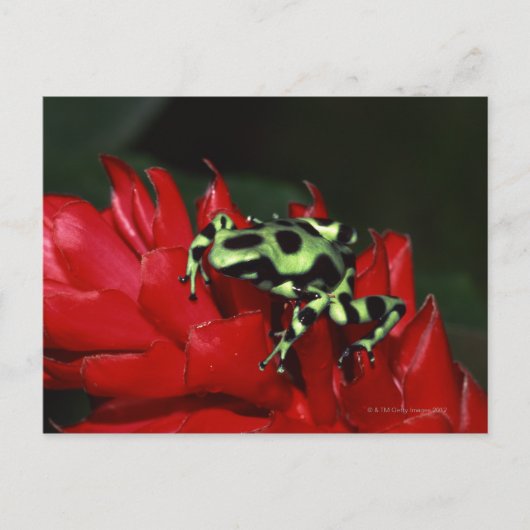 Dart frog 2 briefkaart (Voorkant)