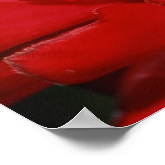 Dart frog 2 poster (Hoek)