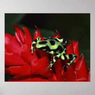 Dart frog 2 poster
