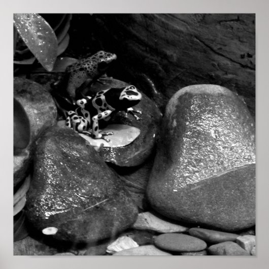Dart Frog Friends B+W Poster (Voorkant)