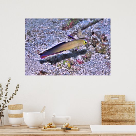 Dart Goby Poster (Keuken)