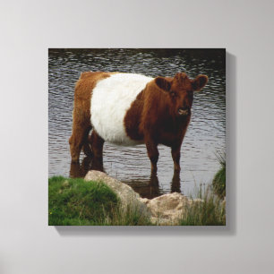 Dartmoor Belted Galloway Cow Standing in River Canvas Afdruk