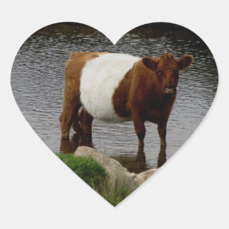 Dartmoor Belted Galloway Cow Standing in River Hart Sticker