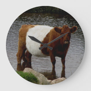 Dartmoor Belted Galloway Cow Standing River Grote Klok