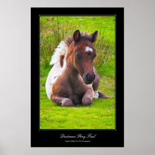 Dartmoor Pony Foal gallery-achtige poster afdrukke
