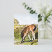 Dartmoor pony foal voor Haytor rock uk Briefkaart (Staand voorkant)