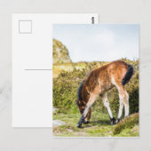 Dartmoor pony foal voor Haytor rock uk Briefkaart (Voorkant / Achterkant)