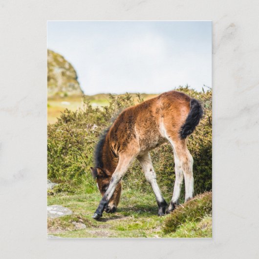 Dartmoor pony foal voor Haytor rock uk Briefkaart (Voorkant)