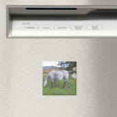 Dartmoor pony magneet (Insitu (Vaatwasser))