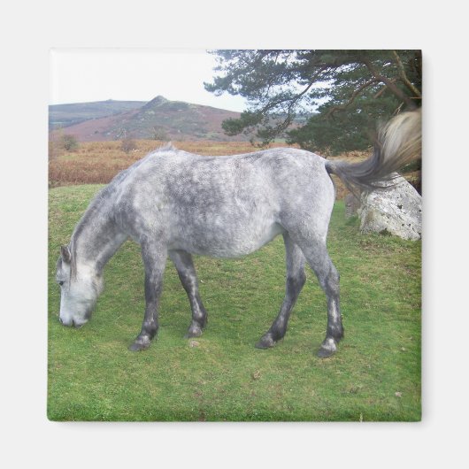 Dartmoor pony magneet (Voorkant)