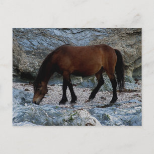 Dartmoor-pony op rotsen op het afgelegen strand in briefkaart