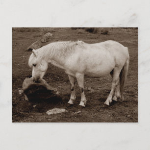 Dartmoor pony wrijft mond op rots ( sepia ) briefkaart