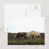 Dartmoor Wild Ponies Briefkaart (Voorkant / Achterkant)
