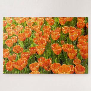 Darwin hybride tulp, tulipa "Oxford's Elite." Oran Legpuzzel
